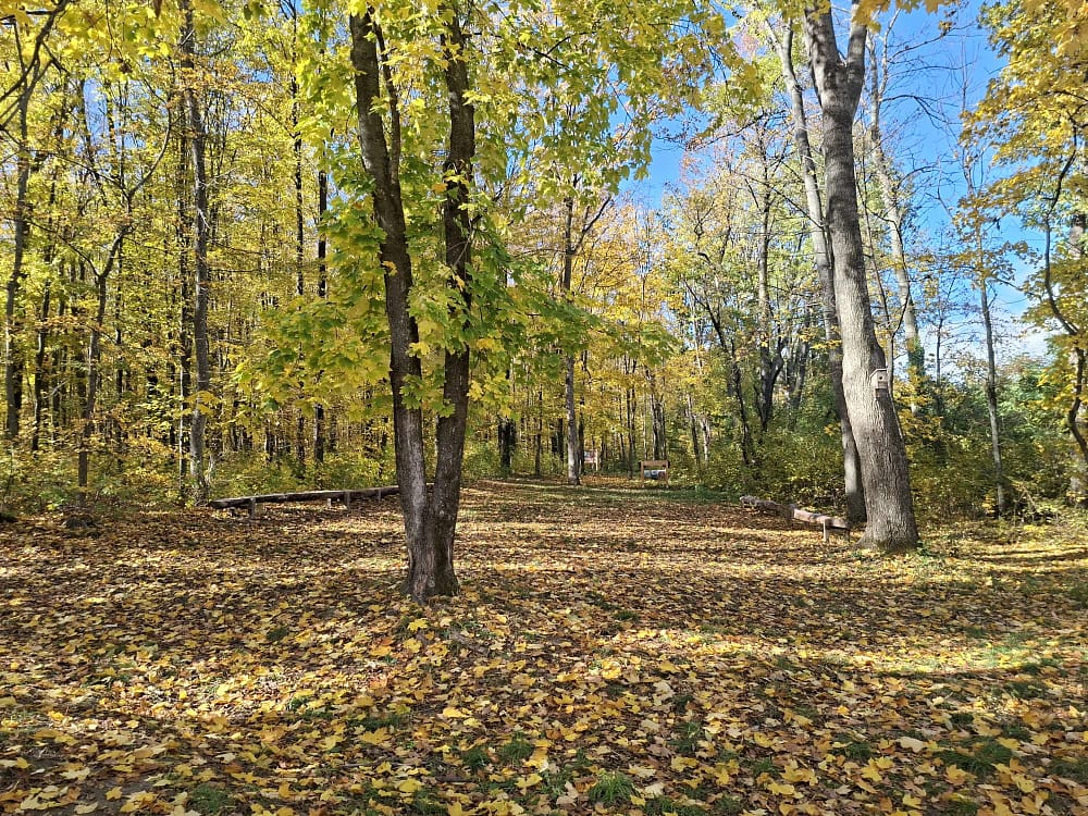Poiana de la intrarea de pe traseu FOTO Cosmin Zamfirache