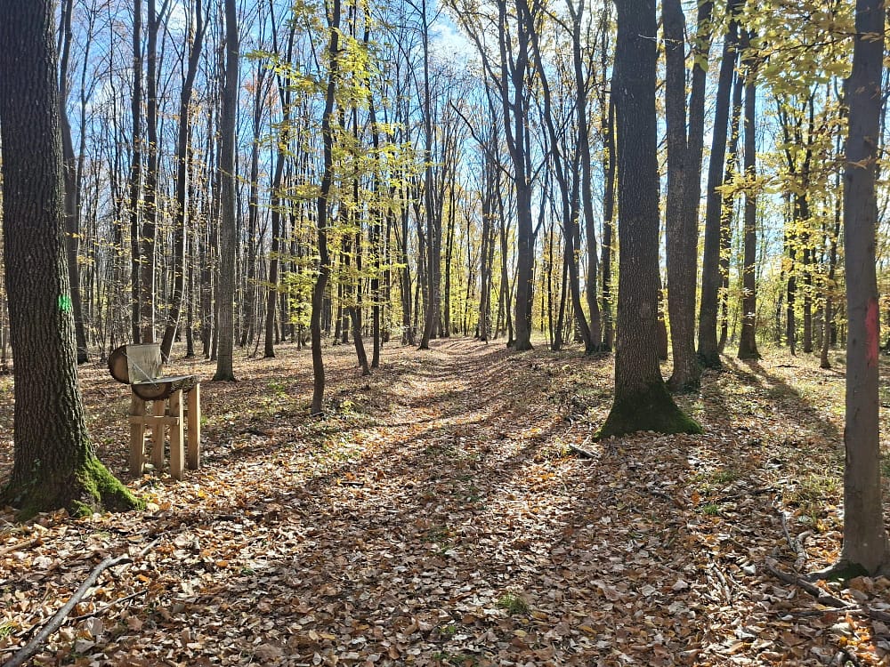 Poteca Teilor FOTO Cosmin Zamfirache