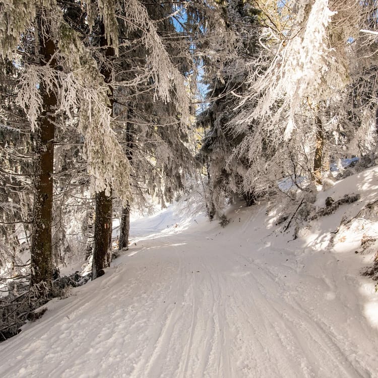 Pe cărările Apusenilor FOTO Magic Romania