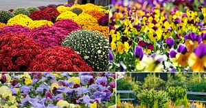 Plante perfecte pentru toamnă. Floarea miraculoasă care înflorește în frig și aduce culoare instant pe balcon și în grădină