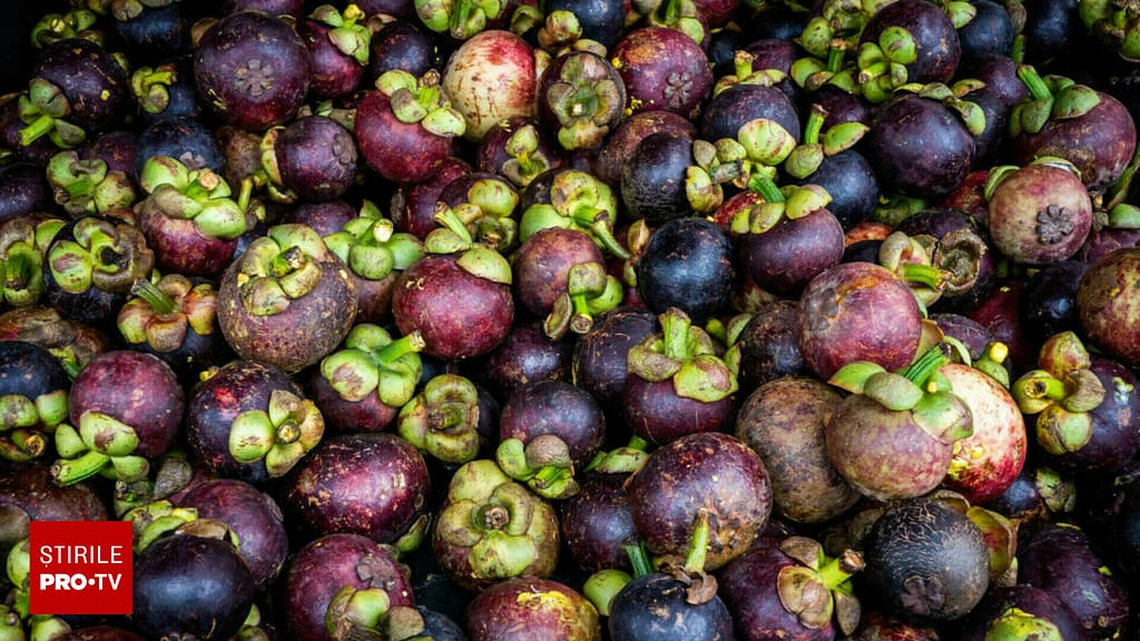 Mangostan