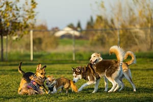 Avertisment pentru stăpânii de câini: aceste rase iubite riscă probleme grave de sănătate. Explicațiile unui medic veterinar