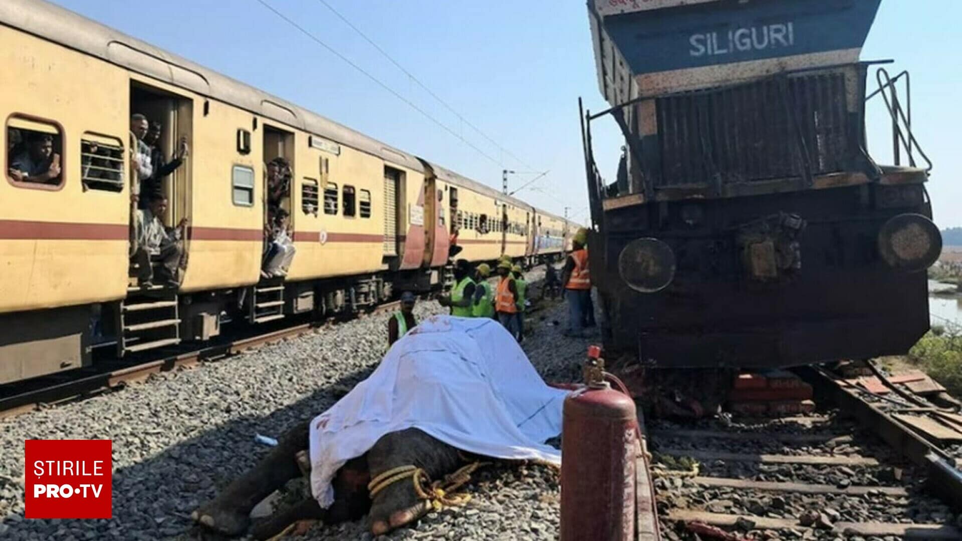 Șapte elefanți au fost uciși de un tren în India. Cum a fost posibil