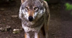 Un lup a evadat dintr-o grădină zoologică din Tokyo. Vizitatorii, nevoiți să stea adăpostiți ore întregi