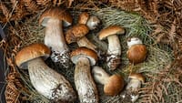 hribi, pleurotus