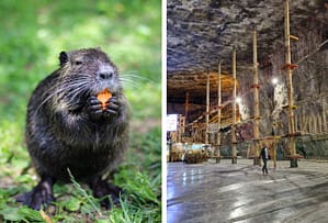 Am salvat castorii, am pierdut salina Praid. Când legile pentru animale ignoră oamenii, pierdem toți!