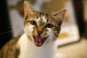 De ce unele pisici sunt vorbărețe, iar altele tăcute? Răspunsul surprinzător al unui studiu