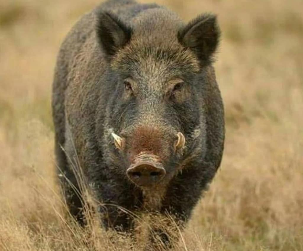 Caz de trichineloză depistat la un porc mistreţ pe fond de vânătoare