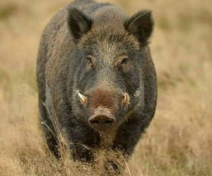 Caz de trichineloză depistat la un porc mistreţ pe fond de vânătoare