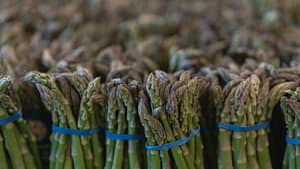 Românii nu mai pleacă la cules de sparanghel. Ministrul Agriculturii: Mii de afaceri deschise în ultimii ani / video