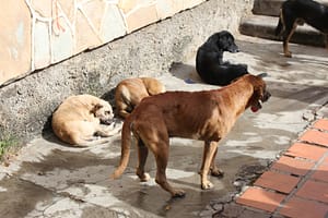 Dincolo de mitul hingherului. Ce înseamnă cu adevărat sterilizarea câinilor fără stăpân /video