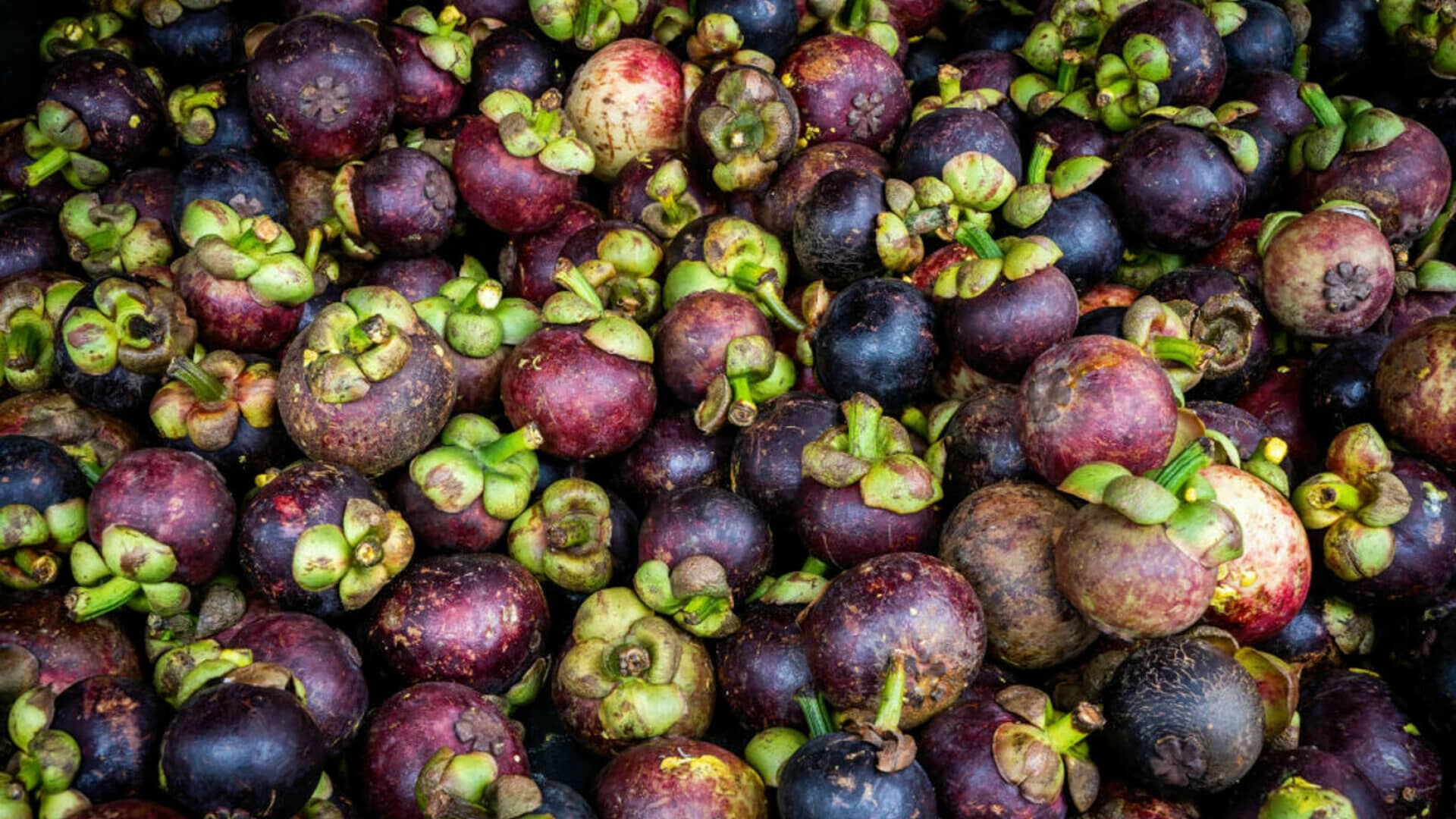 Mangostan
