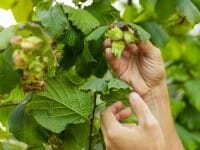 Alunul – cum îl recunoști. Totul despre acest arbore