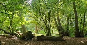 Animalul care reapare în Europa după 400 de ani de absență: surprins în timp ce își construia adăpostul și strângea provizii pentru iarnă