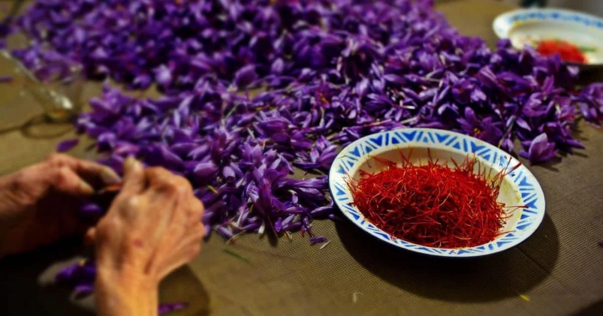 Obținerea unui gram de șofran e migăloasă. FOTO Guliver / Getty Image