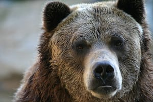 Mesaj RO-Alert după ce a fost semnalată prezența unui urs în curtea unei școli din Alba