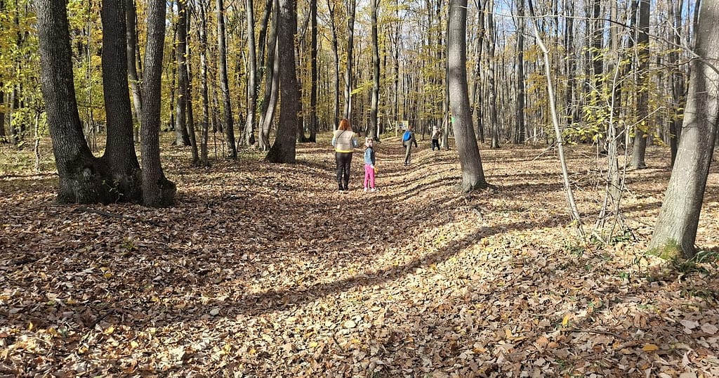 Aromaterapie naturală în inima pădurii. Locul din România unde natura devine lecție și leac