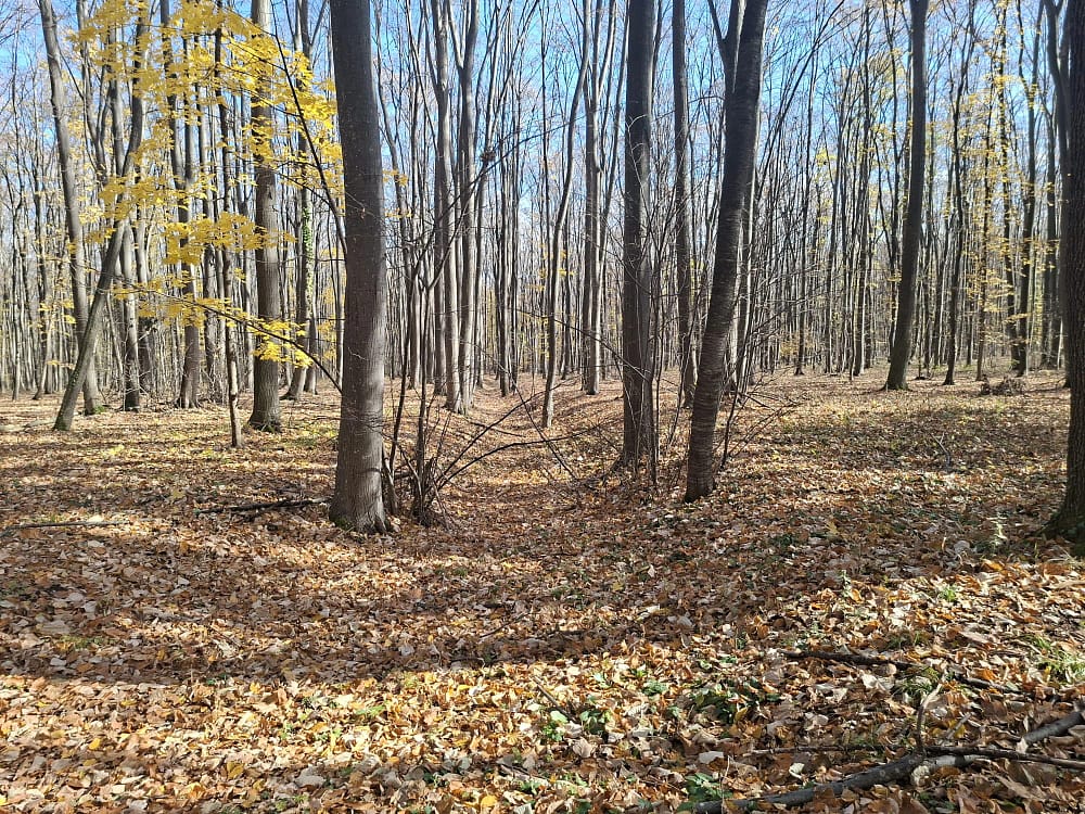 Cărarea din mijlocul pădurii FOTO Cosmin Zamfirache