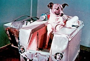Ce s-a întâmplat de fapt cu Laika, câinele trimis în spațiu de sovietici?