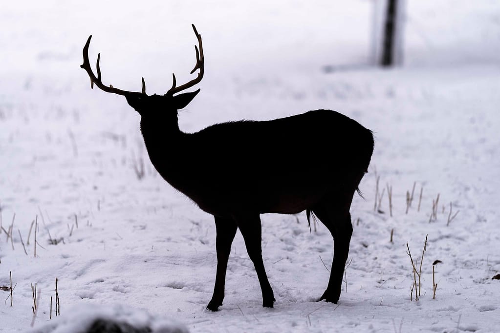 VIDEO Doi cerbi, filmaţi în apropierea unui traseu turistic din munţii Rodnei. „Avantajul să ai «biroul» în inima naturii”