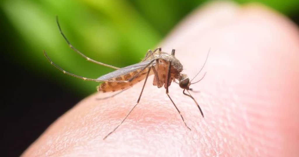 Boli tropicale extrem de grave, transmise de ţânţari, sunt pe cale să devină endemice în Europa. Peste 300 de cazuri în 2024