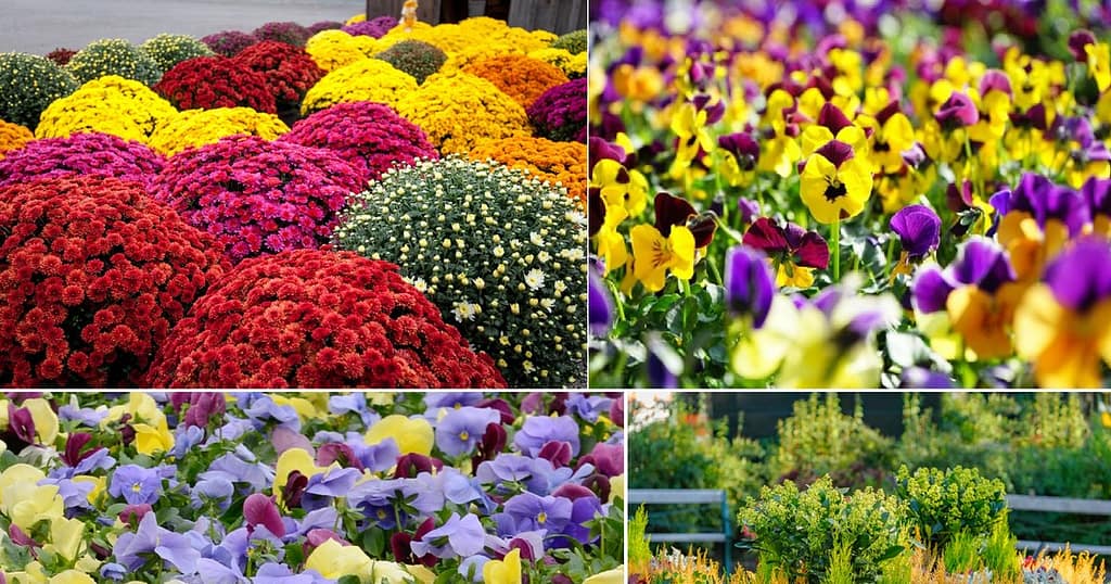 Plante perfecte pentru toamnă. Floarea miraculoasă care înflorește în frig și aduce culoare instant pe balcon și în grădină