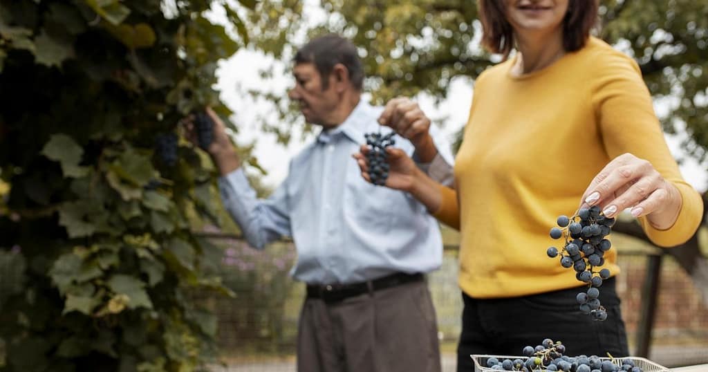 Strugurii, superalimentul românesc al toamnei. Beneficiile spectaculoase asupra sănătății