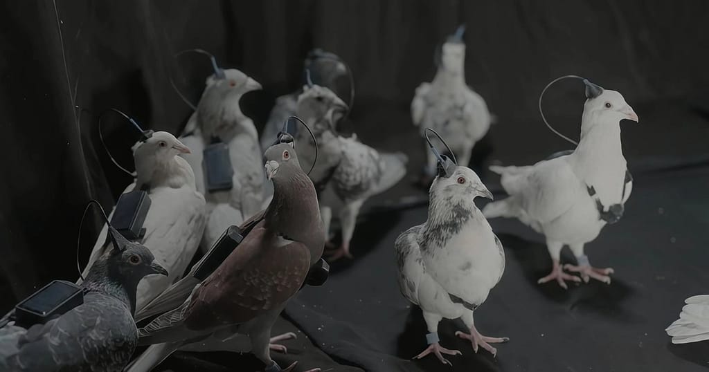 Rușii testează „porumbei-spioni” controlați prin cipuri cerebrale. Biodronele lui Putin ridică întrebări sumbre despre etică și militarizare