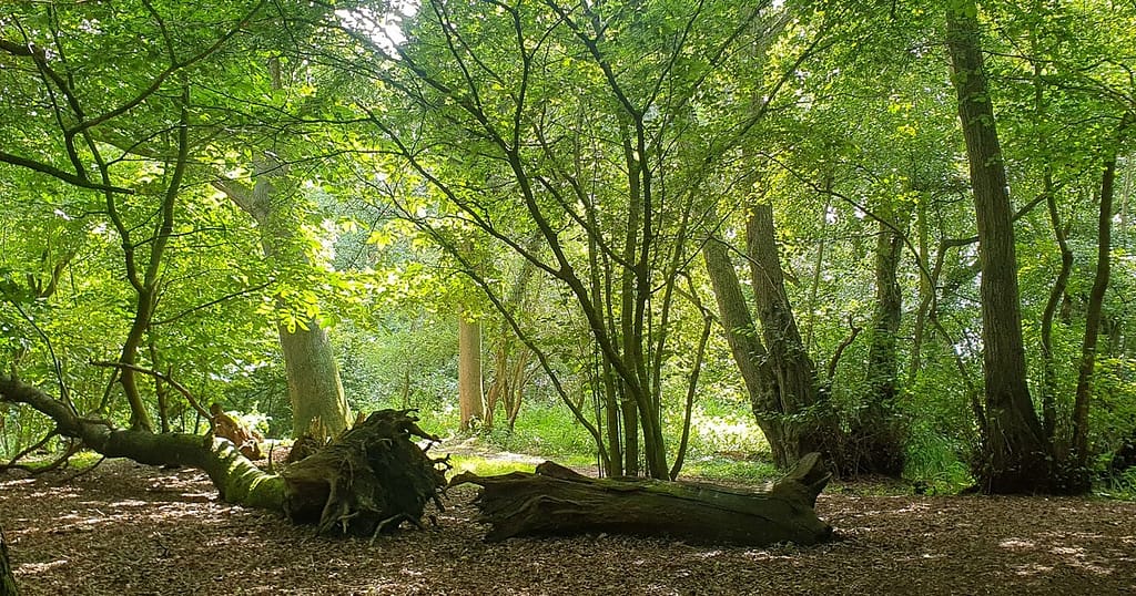 Animalul care reapare în Europa după 400 de ani de absență: surprins în timp ce își construia adăpostul și strângea provizii pentru iarnă