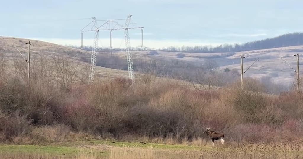 Un animal misterios dispărut din România, surprins în pădurile județului Hunedoara. Ce spun specialiștii despre descoperirea neașteptată