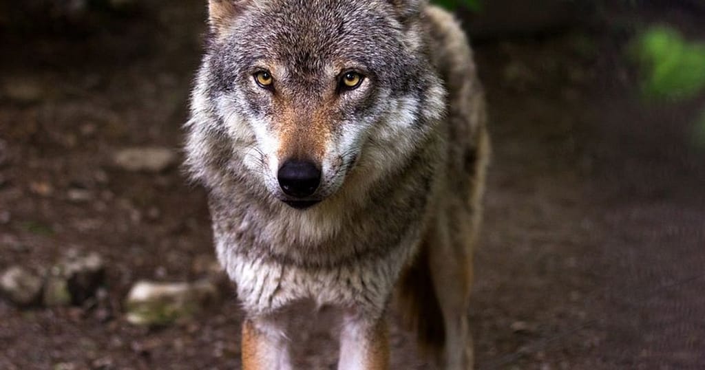 Un lup a evadat dintr-o grădină zoologică din Tokyo. Vizitatorii, nevoiți să stea adăpostiți ore întregi