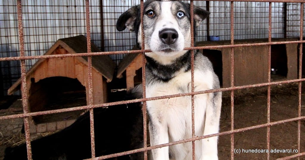 Taxa pentru câinii fără stăpân inflamează opinia publică: „Mai bine amenzi usturătoare pentru abandon”