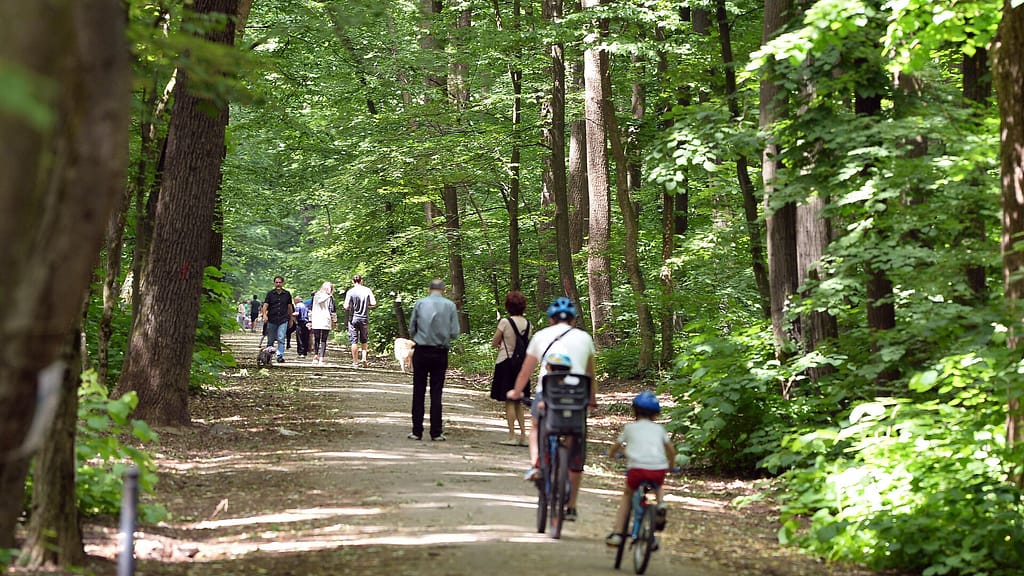 ONG-urile și grupurile civice de mediu îi cer șefului Romsilva să interzică circulația mașinilor în pădurea Băneasa