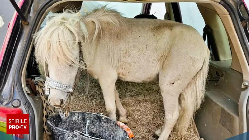 Amenda primită de o şoferiţă care transporta un ponei în portbagajul maşinii, în Germania. „A fost foarte nepăsătoare”
