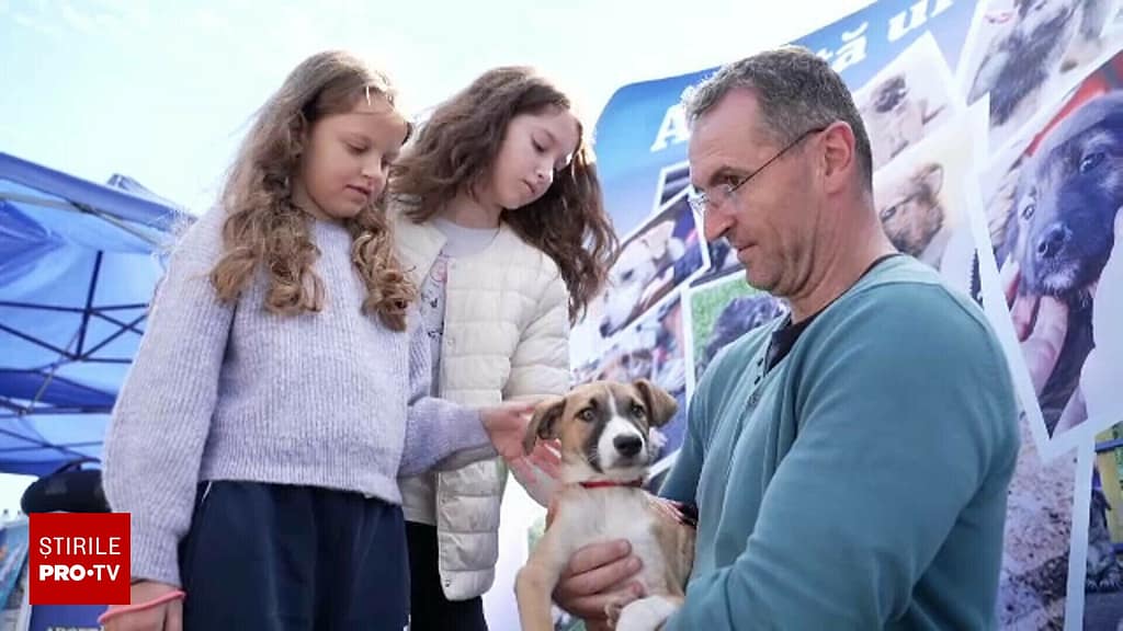 Orașul din România în care rata adopțiilor de animale a crescut spectaculos. În alte zone e exact pe dos