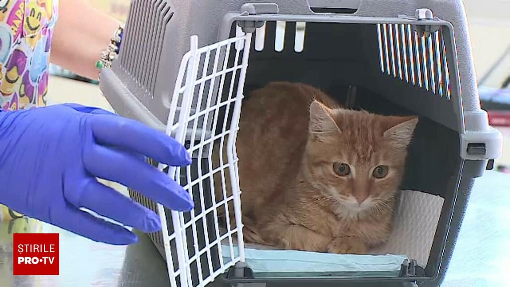 Tot mai multe animale de companie suferă de alergii. Tratamentele pot costa peste 1.000 de lei pe lună