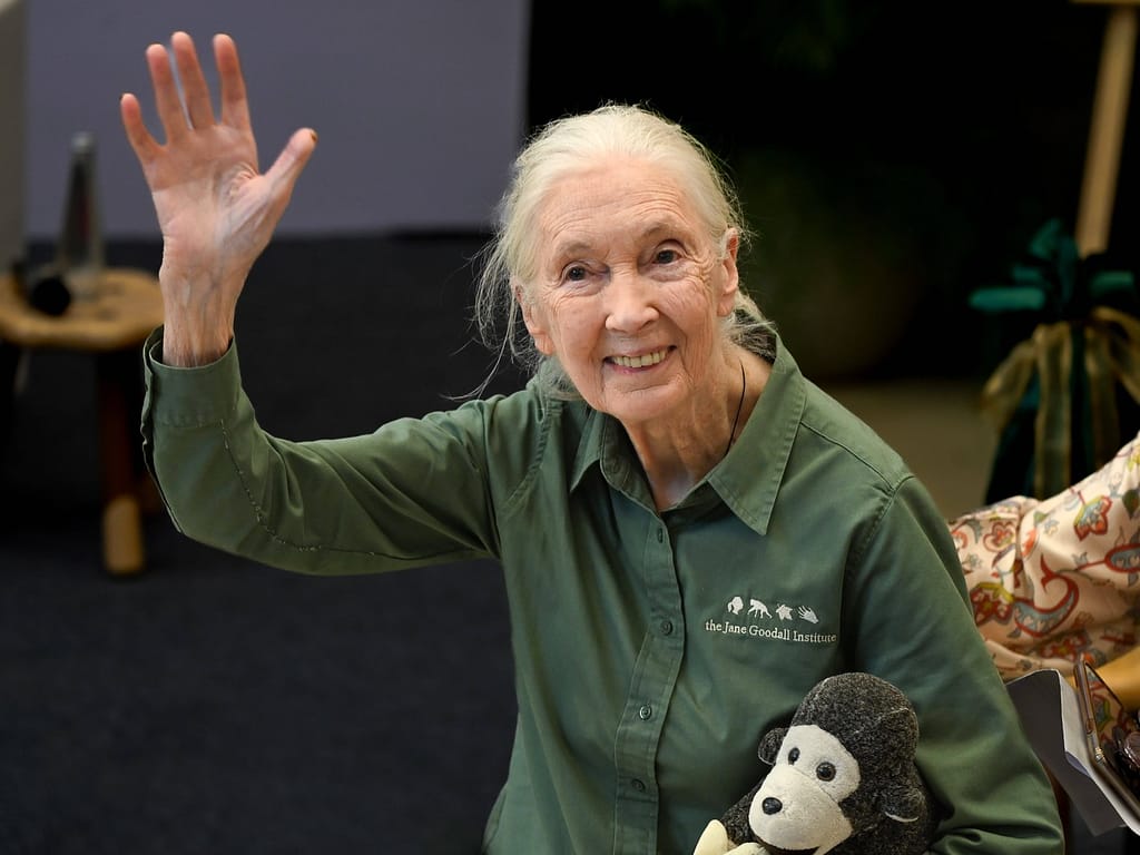 A murit celebra cercetătoare Jane Goodall, pionieră în studiul aprofundat al cimpanzeilor şi apărătoare a vieţii sălbatice