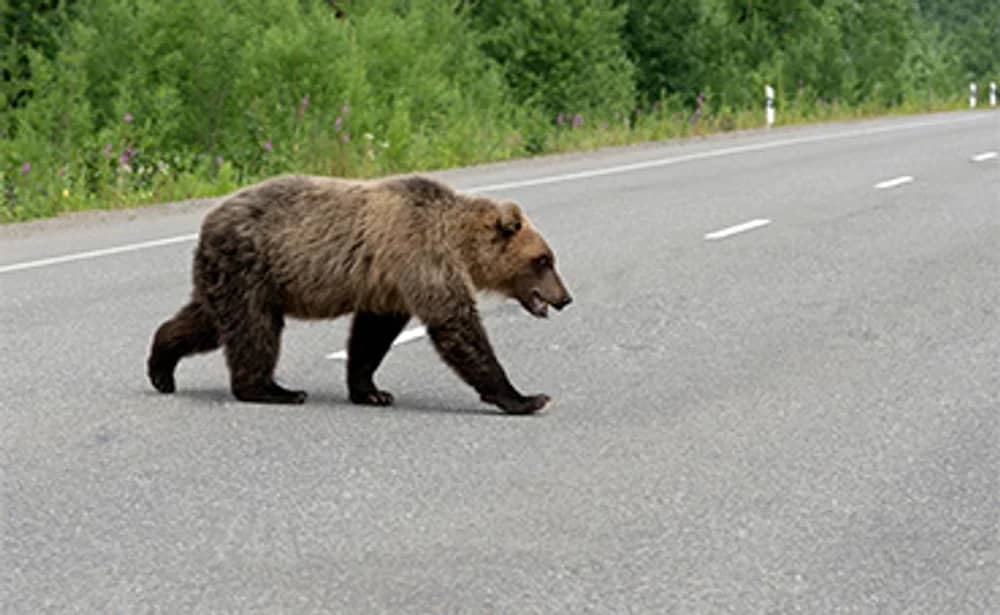 Urs pe stradă FOTO: Shutterstock