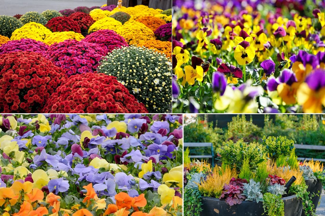 Plante perfecte de toamnă rezistente la frig Colaj Millcreek Gardens