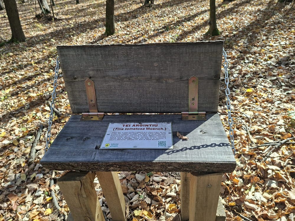 Amenajări pentru &icirc;nvățarea tipului de arbore FOTO Cosmin Zamfirache