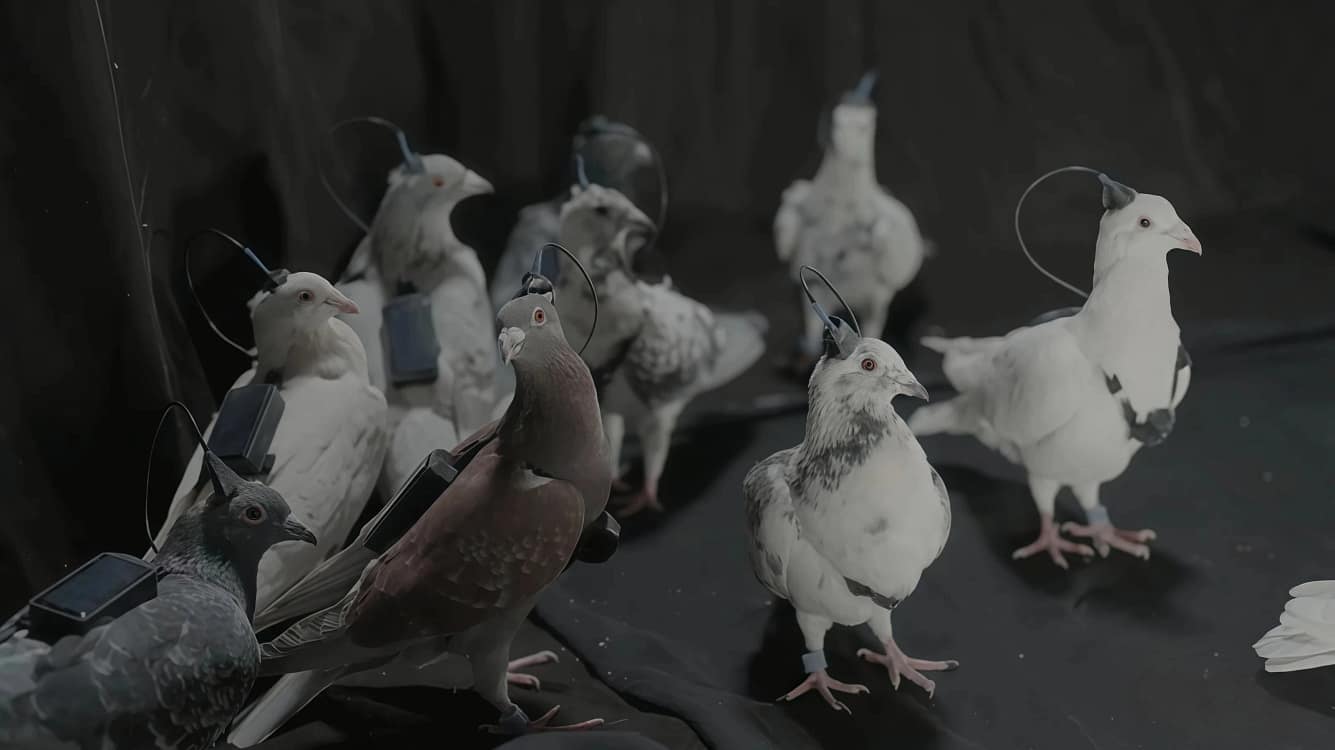 Porumbei cu cip cerebral/FOTO:X