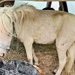 Amenda primită de o şoferiţă care transporta un ponei în portbagajul maşinii, în Germania. „A fost foarte nepăsătoare”