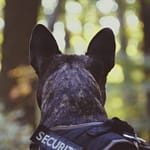 Şuier, unul dintre cei mai cunoscuți câini polițiști din România, a murit