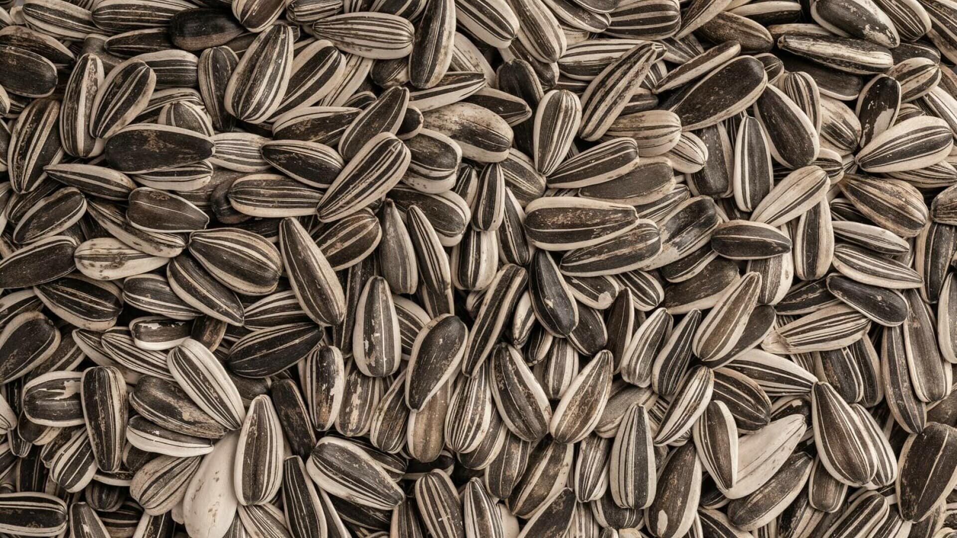 Semințe de floarea-soarelui