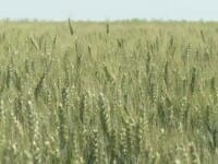 Ploile torențiale au „reînviat” recolta de cereale. Am putea avea o producție record pentru prima dată din 2021