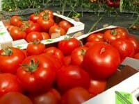 Cele trei categorii de fermieri care vor primi ajutor de stat pentru a-și crește producția. Banii vin în funcție de legumă