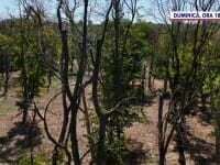Mii de hectare de pădure, distruse de un gândac. Uscați de nepăsare – un reportaj ”România, te iubesc!”, duminică, la PRO TV
