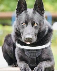 Șuier, câinele-emblemă al MAI, a murit. Poliția Română: ‘A fost mai mult decât un coleg’