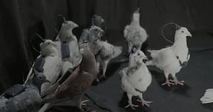 Rușii testează „porumbei-spioni” controlați prin cipuri cerebrale. Biodronele lui Putin ridică întrebări sumbre despre etică și militarizare