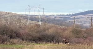 Un animal misterios dispărut din România, surprins în pădurile județului Hunedoara. Ce spun specialiștii despre descoperirea neașteptată